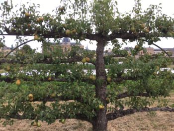 エスパリエ仕立て