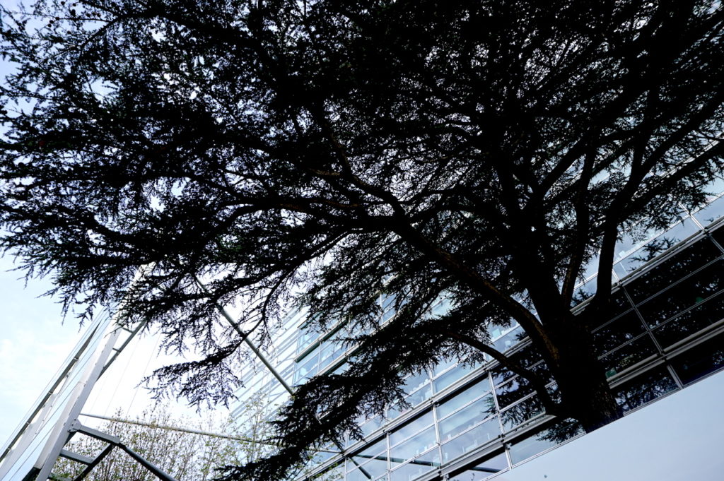 cedre fondation cartier