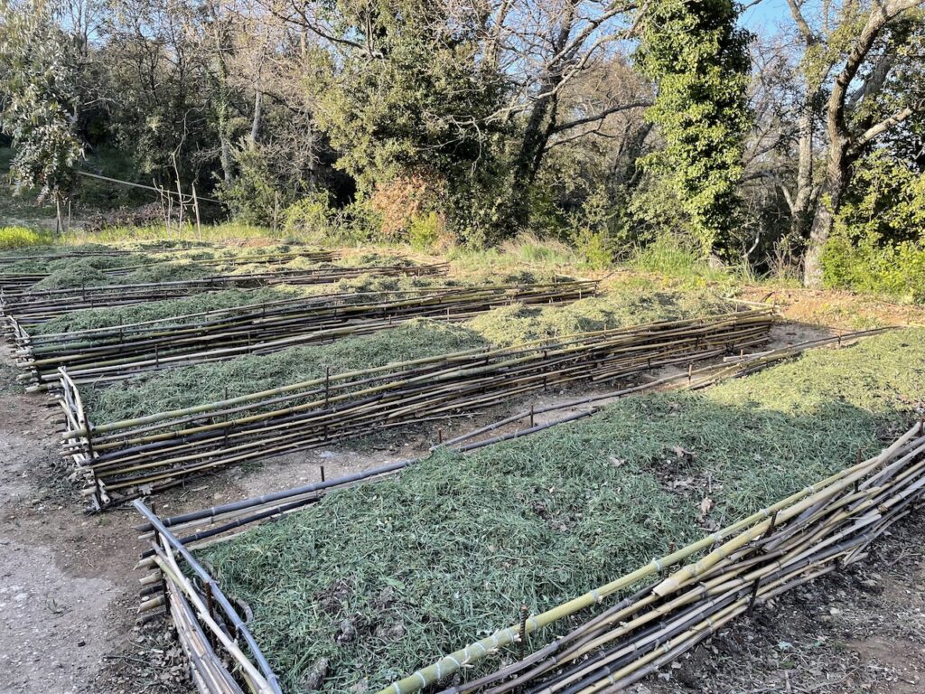 ラザニア　レイズドベッド