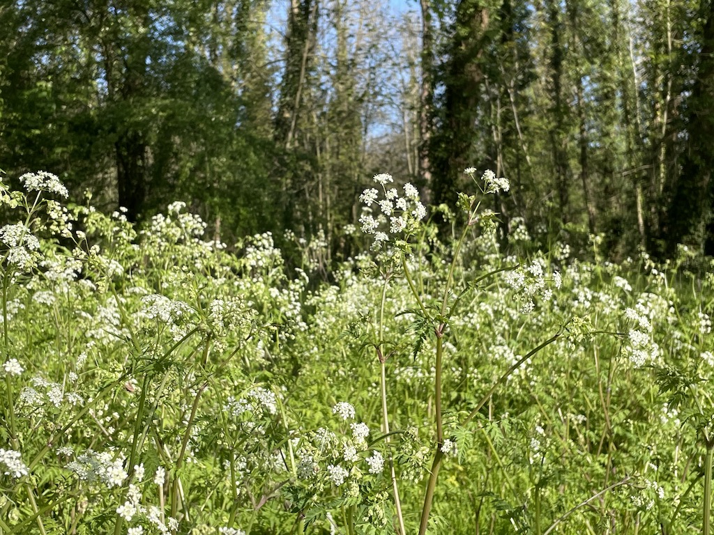 ワイルドチャービル