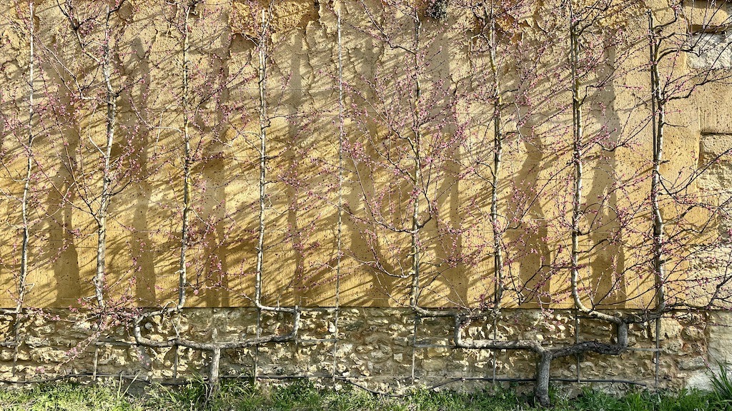 ポタジェデュロワ、エスパリエ