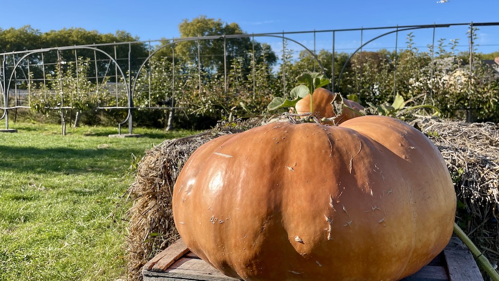 カボチャ、ポタジェ