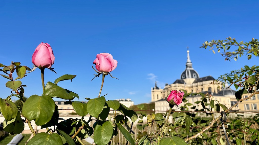 バラ、ポタジェ