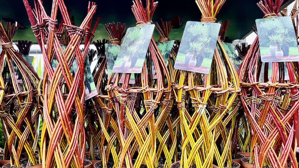 ウィロー ヤナギ