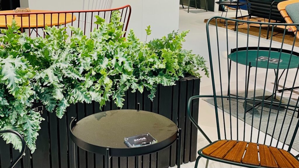 フレボディウム・アウレウム 「ダバナ」