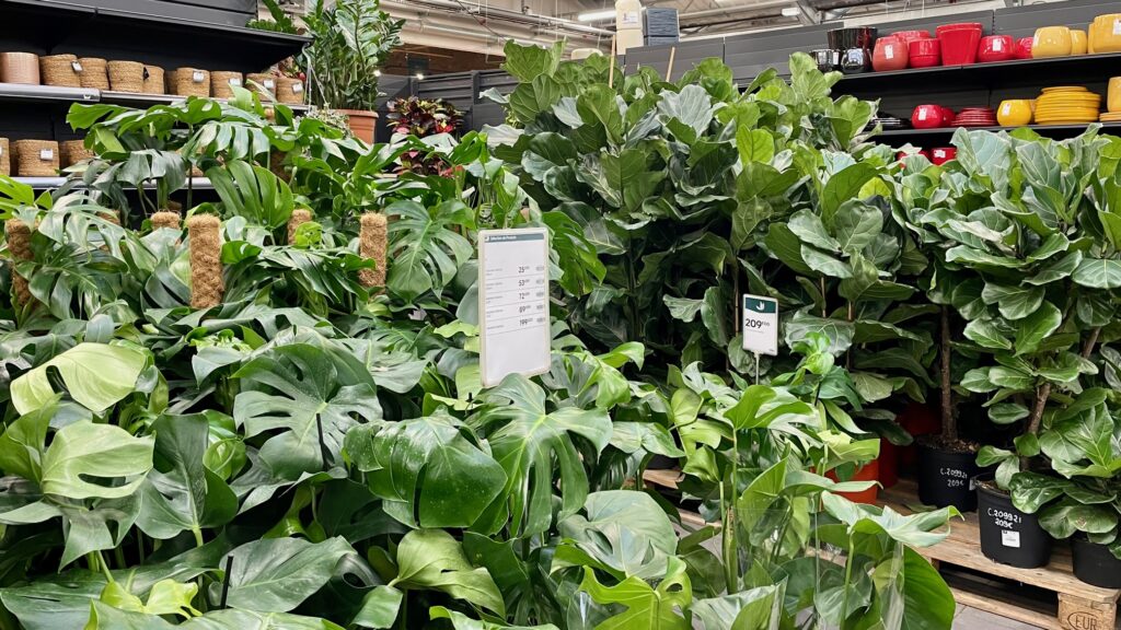 観葉植物　ガーデンセンター