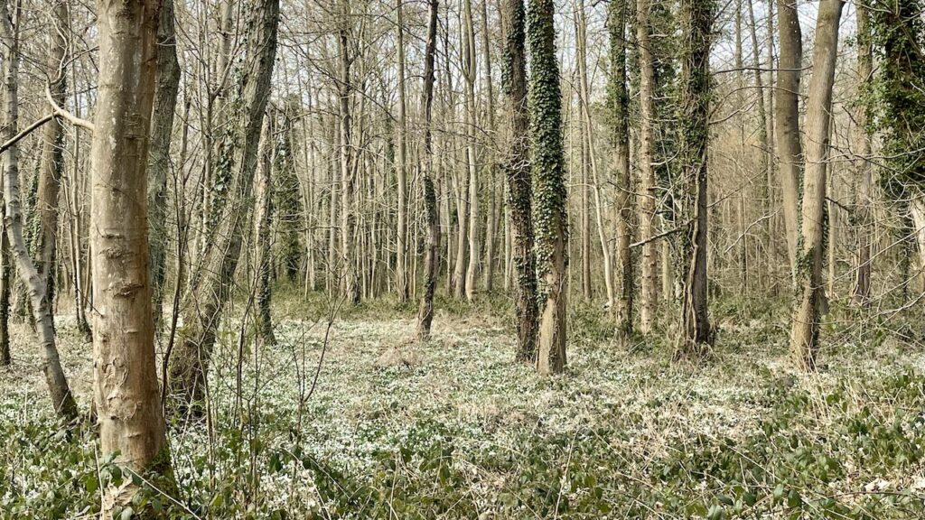 スノードロップ