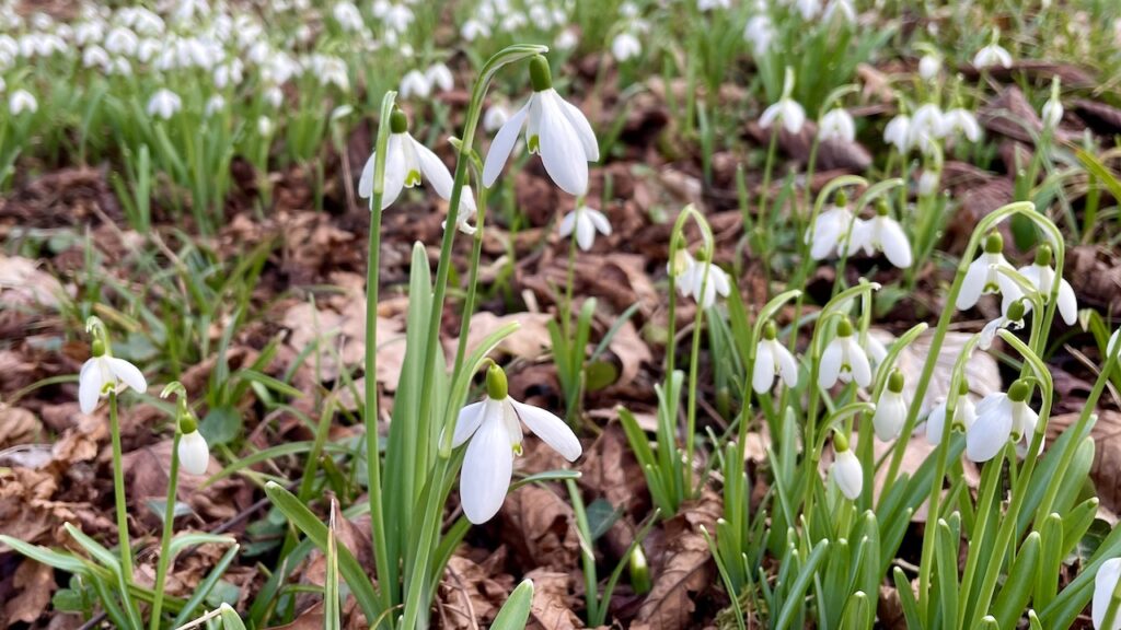 スノードロップ