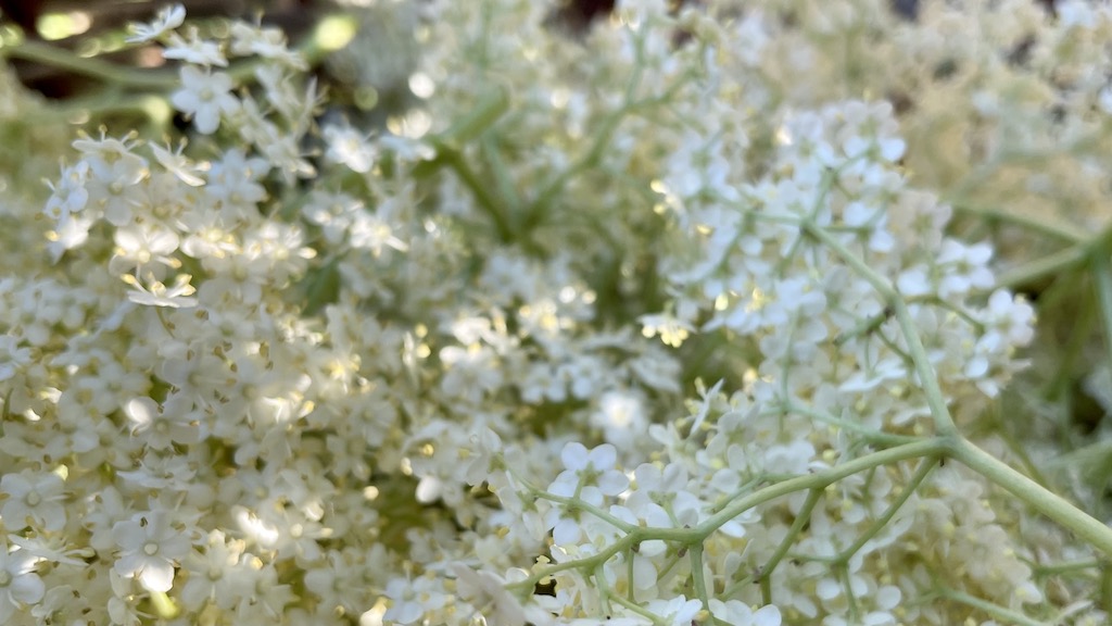 エルダーフラワー