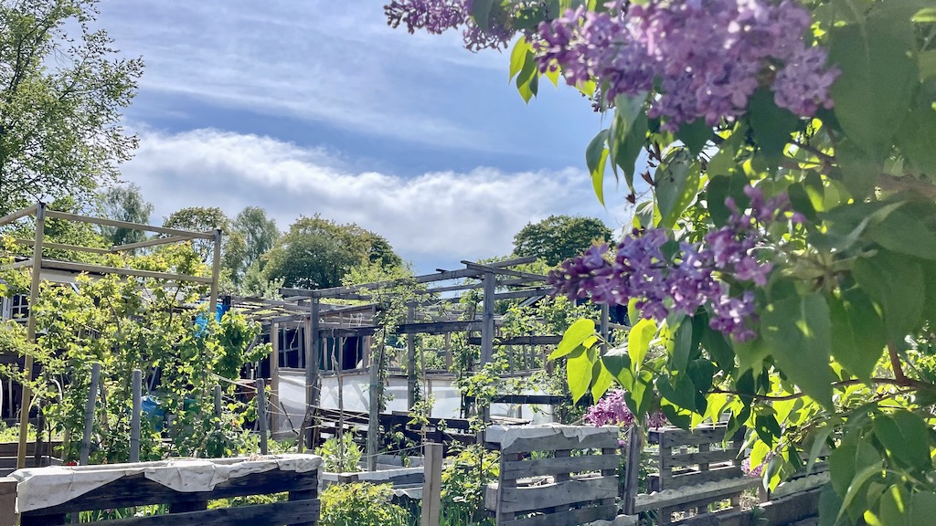 コロニーガーデン、市民農園