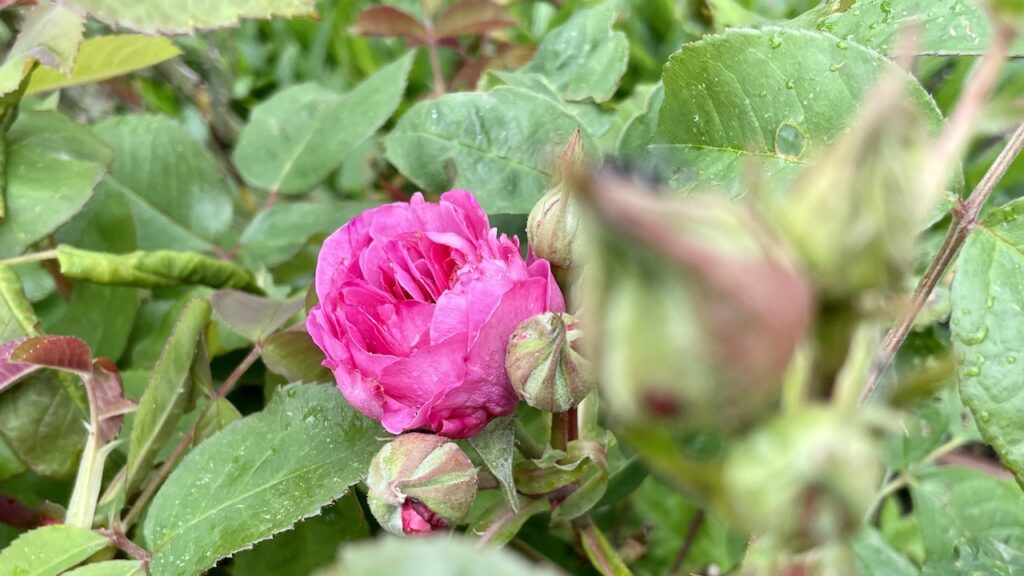 バラ、ローズ、ガードルート・ジギル