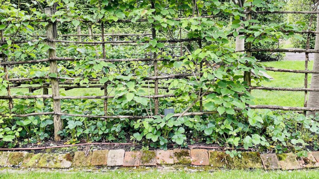 モナステリーガーデン、トレリス