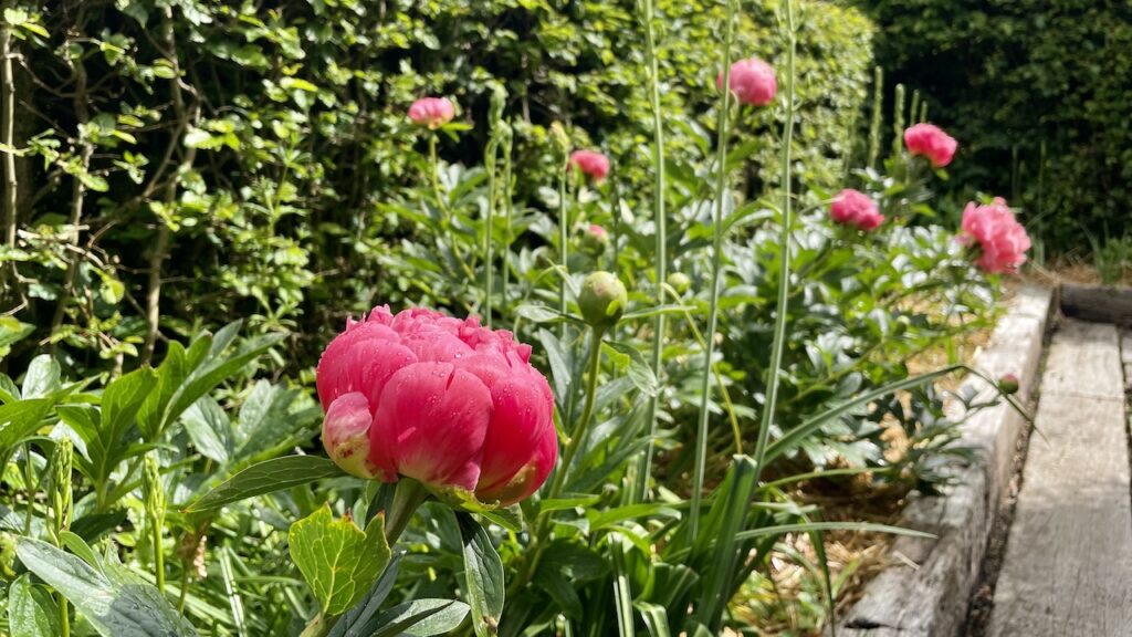 モナステリーガーデン、オルサン、芍薬