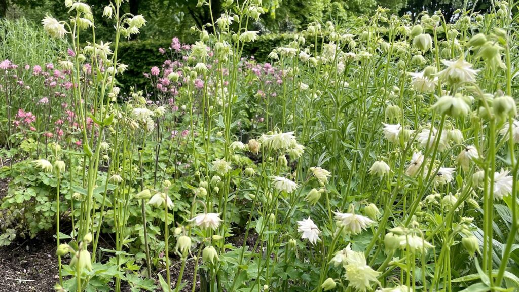 Aquilegia、西洋オダマキ