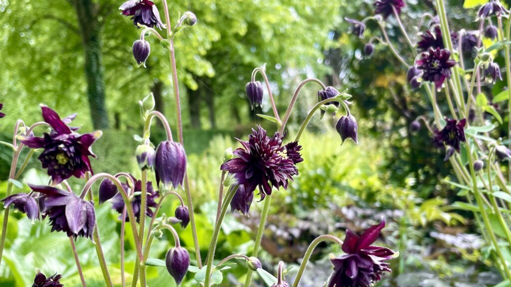オダマキ、Aquilegia vulgaris Plena Black Barlow
