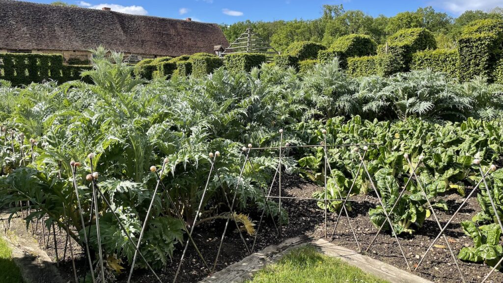 アーティチョーク