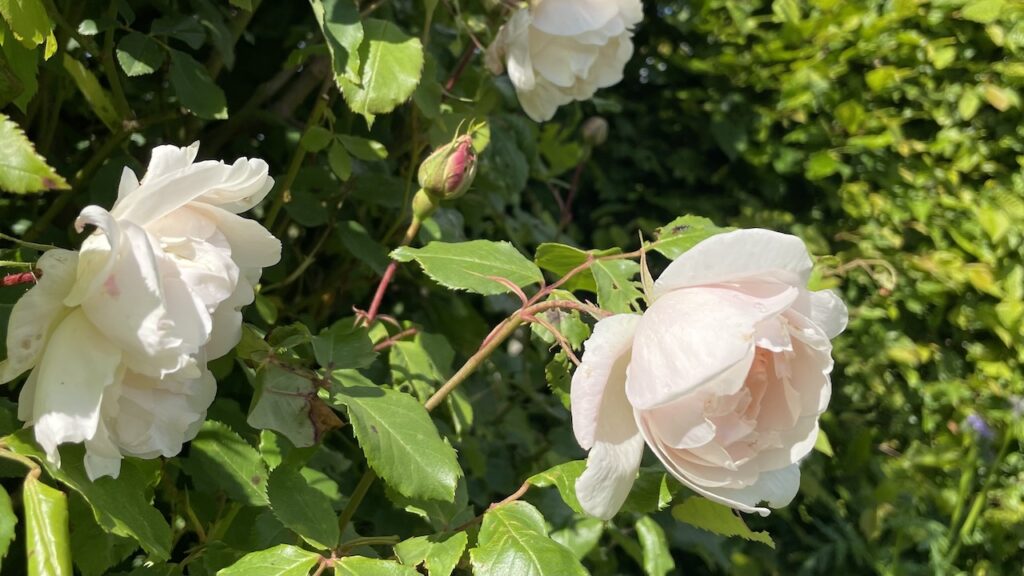 バラ、ローズ、マダム アルフレッド キャリエール