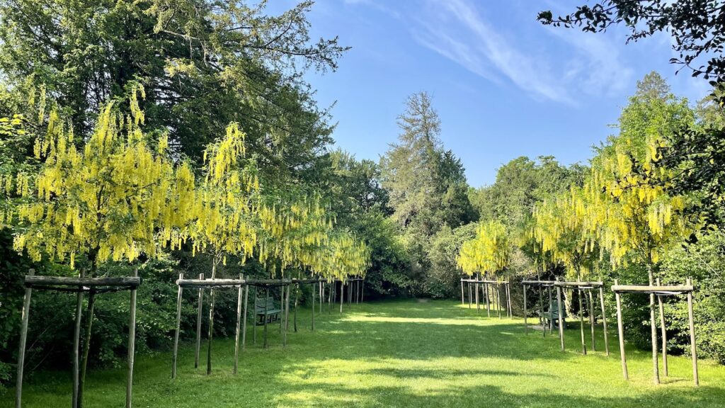 王妃のボスケ、キングサリ