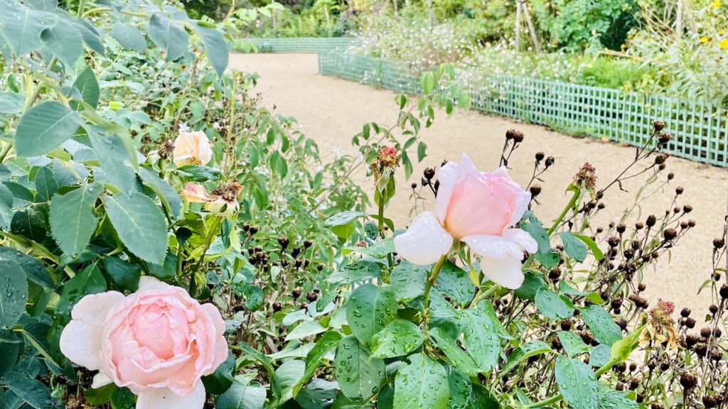 王妃のボスケ　バラ