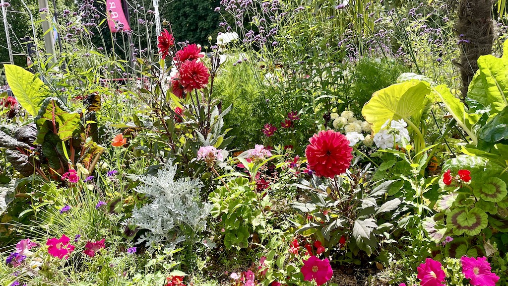 オリンピックダリア