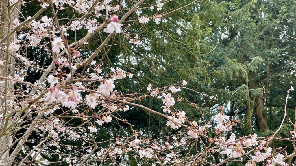 王妃のボスケ　桜