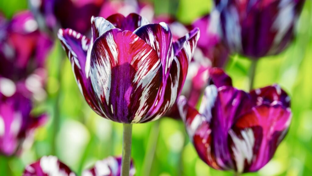 レンブラントチューリップ