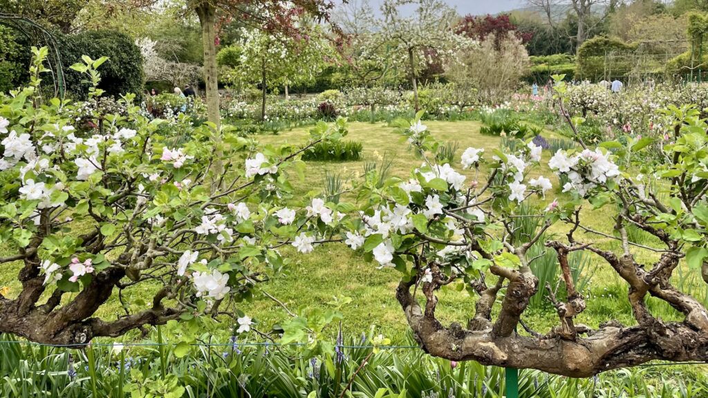 モネの庭、エスパリエ仕立てのリンゴ