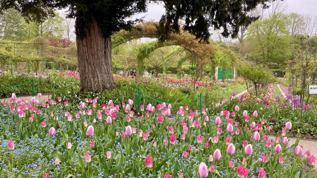 モネの庭、チューリップ