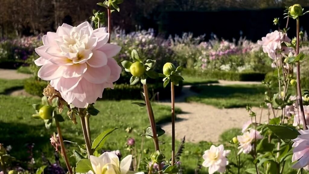 dahlia, Jardin des Nymphes